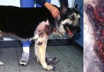 nemoce u psů a léčba s CDS2