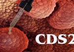 CDS2